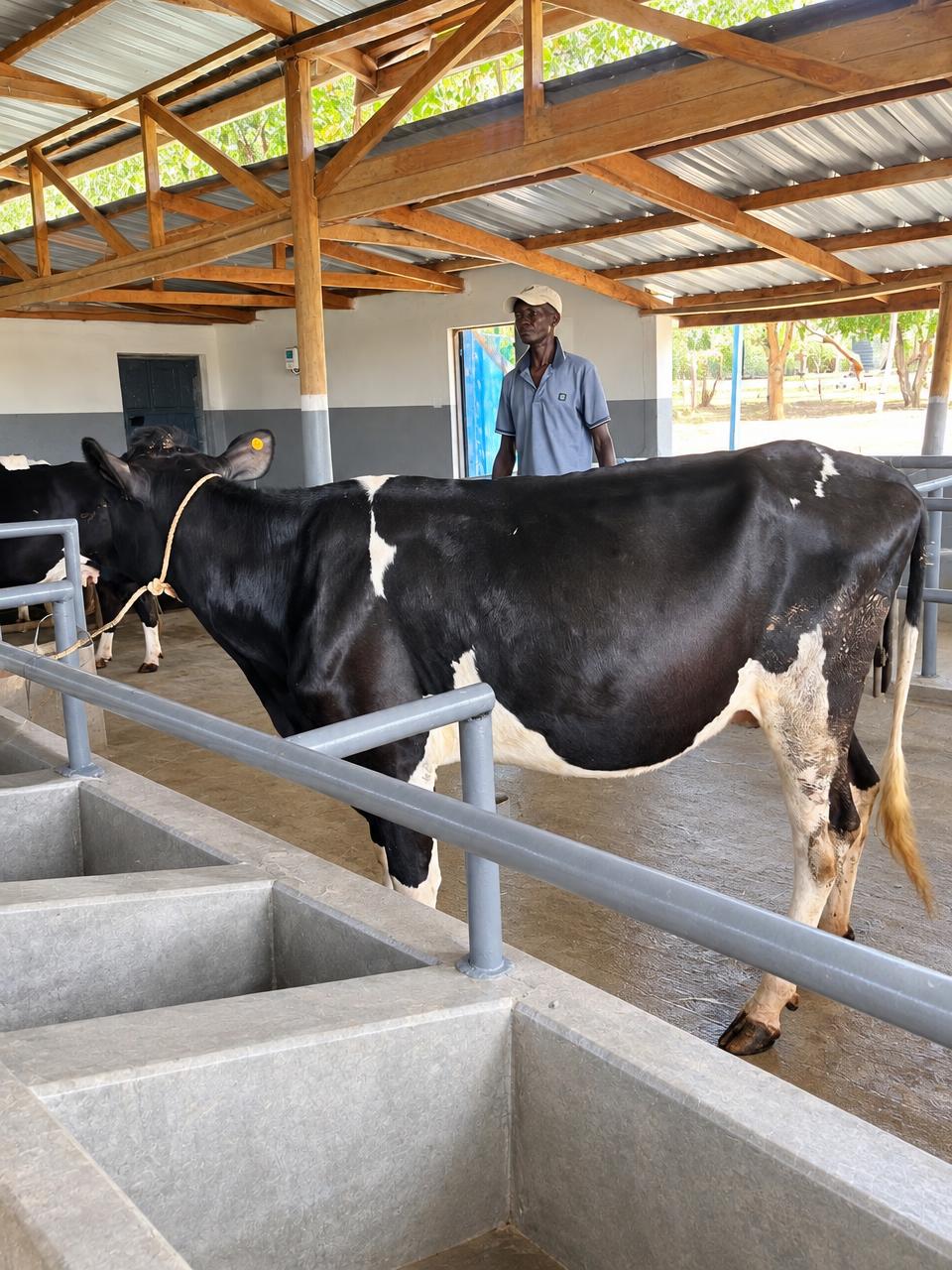 Dairy cows on the Kunya farm